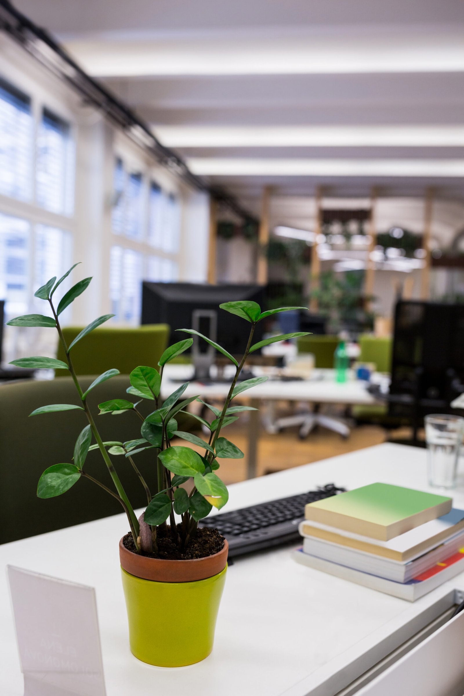 pot plant with stack of books on desk