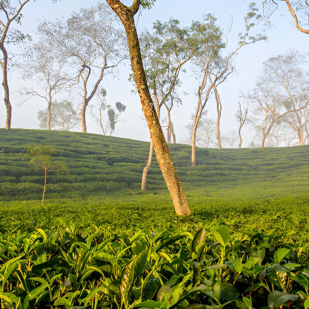 lawachara national park
