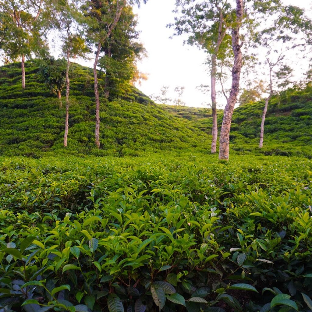 sreemangal foresta terraprime hotels and resorts 3