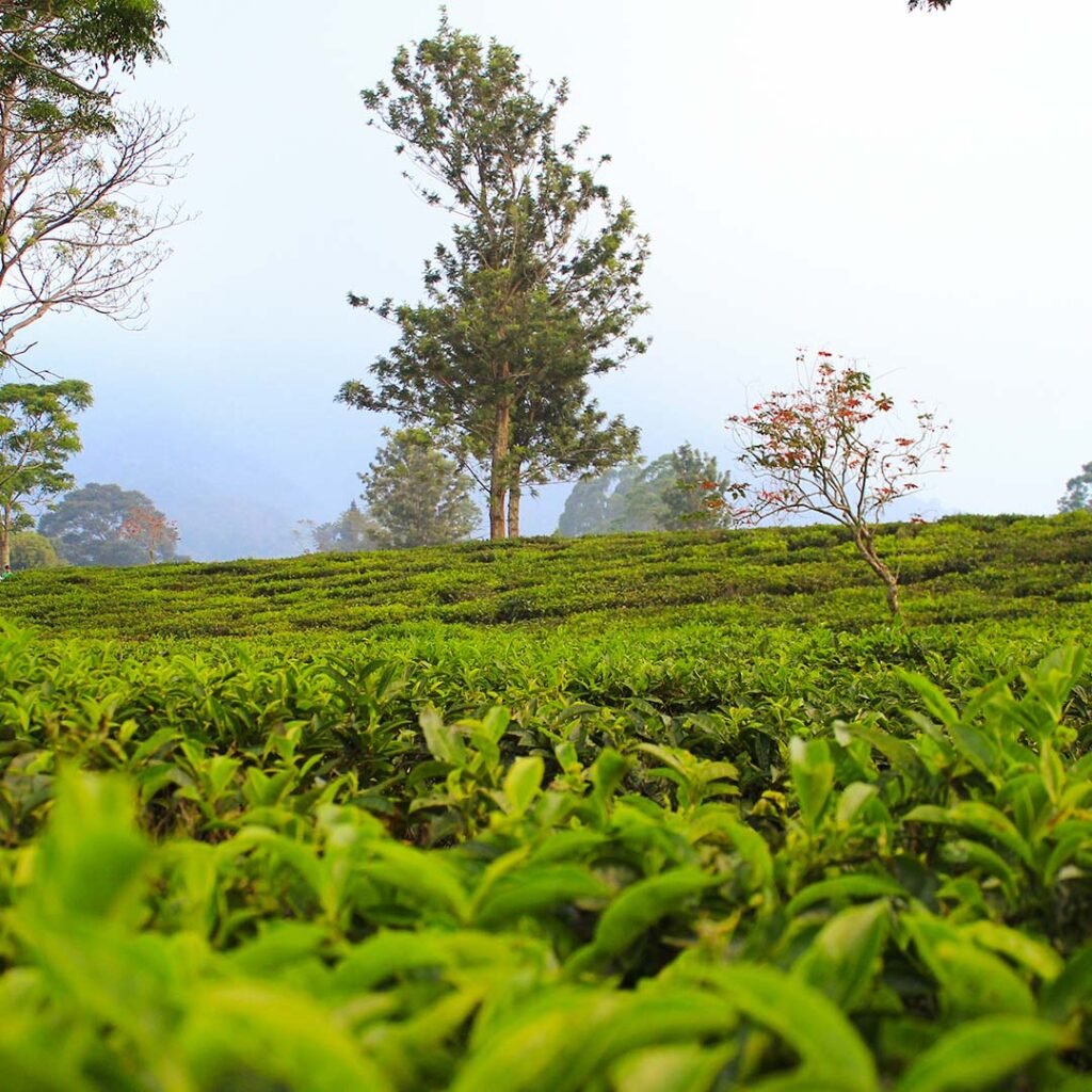 sreemangal foresta terraprime hotels and resorts 4