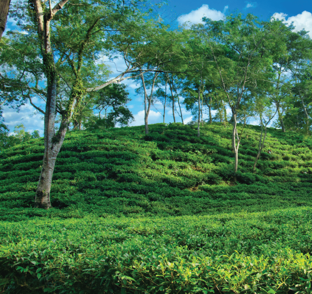 terra prime brochure v 1 for print 05